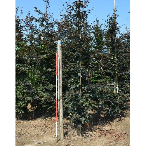 Bok -Fagus sylvatica 'Atropunicea' - Stammens omkrets 16-18 cm, höjd 3,5-4 meter, GEV